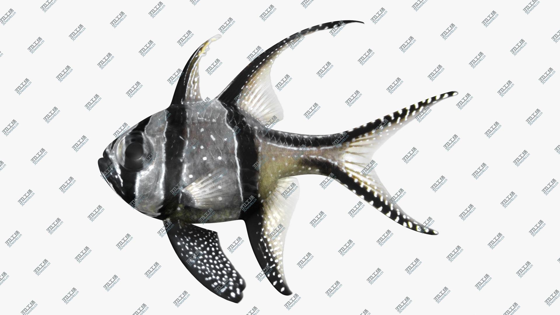 images/goods_img/202104021/3D model Saltwater Fish Collection/3.jpg